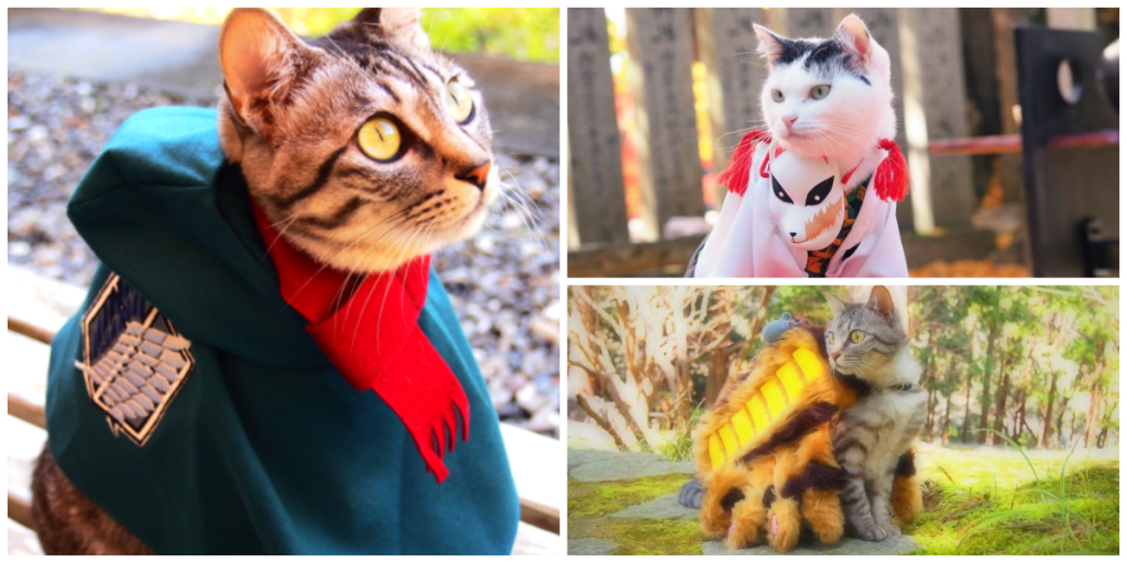 animecat animecat