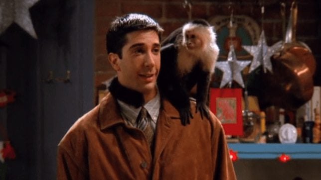 Ross David Schwimmer hated Marcel the monkey on Friends - Television News